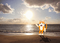 Chat joyeux sur la plage ensoleill&eacute;e
